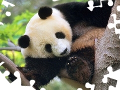 Łapy, Drzewo, Panda