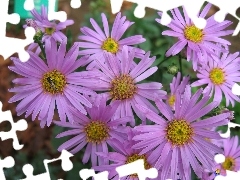 Aster alpejski