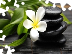 Plumeria, Kwiat, Czarne, Kamyki