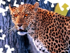 Kot, Drzewo, Jaguar