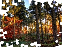 Las, Jesień