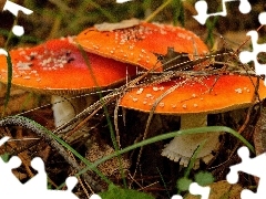 Muchomory, Listowie, Grzyby
