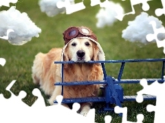 Golden Retriever, Chmurki, Pies, Pilot