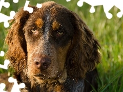 Zieleń, Mordka, Spaniel Pikardyjski, Smutna
