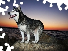Zachód Słońca, Morze, Siberian Husky, Skała
