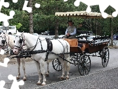 Bryczka, Mężczyzna, Dwa, Koniki