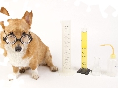 Okulary, Laboratorium, Pies