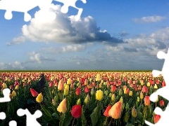 Tulipany