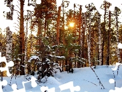 Śnieg, Las, Zachód, Zima, Słońca