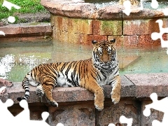 ZOO, Basen, Tygrys, Bengalski
