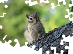 Chipmunk, Drzewo, Wiewiórka