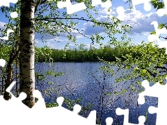 Brzozy, Jezioro, Drzewa