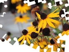Żółte, Kwiaty, Rudbekia