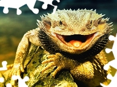 Kolce, Agama brodata