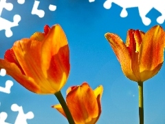 Tło, Niebieskie, Pomarańczowe, Tulipany