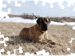 Mastiff, łąka, Mastif angielski
