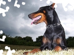 Kolczatka, Język, Doberman