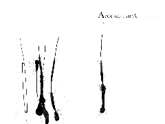 pałeczki, Apocalyptica
