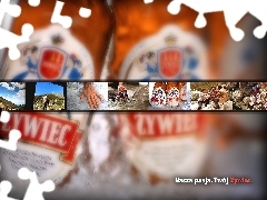 Piwo Żywiec, Piwo