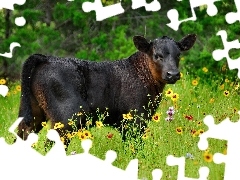 Na, Łące, Krówka
