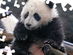 Drzewo, Panda