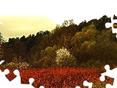 Trawy, Wiosna, Drzewa