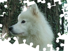 Samojed, pysk