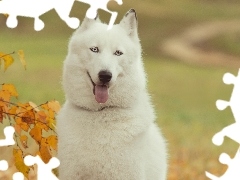 Jesień, Drzewo, Siberian, Husky