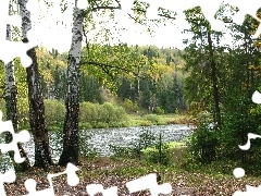 Rzeka, Las, Drzewa