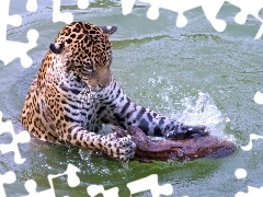 Drzewo, Jaguar, Woda