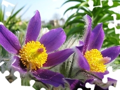 Pulsatilla patens