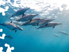 Delfiny