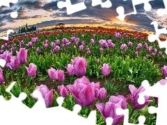 Tulipanów, Uprawa, Zachód, Słońca