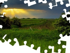 Pole, Zieleń, Promienie, Słońca