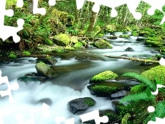 Las, Rzeka