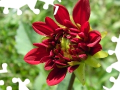 Dalia, Czerwona