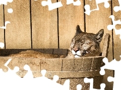 Puma, Śpiąca, Drewniany, Ceberek