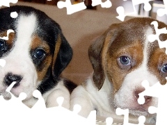 Szczeniaki, Beagle, Dwa