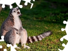 Trawa, Lemur