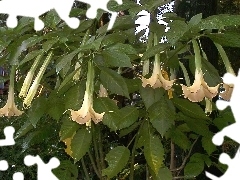 Brugmansji
