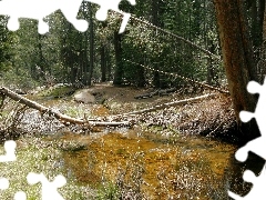 Rzeczka, Drzewa, Las