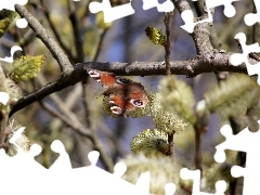 Motyl, Bazie, Wiosna