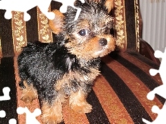 Kanapa, Yorkshire Terrier