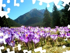 Tatry, Krokusy