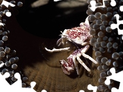 Ikra, Krab
