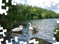 Łabędzie nieme, Dwa