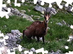 Kamienie, Trawa, Kozica