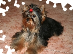 Yorkshire Terrier, spinka, słodki