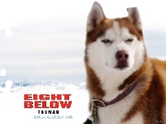 zaprzęg, pies, Eight Below