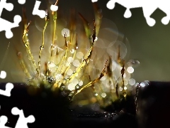 Bokeh, Źdźbła, Mchy, Porosty